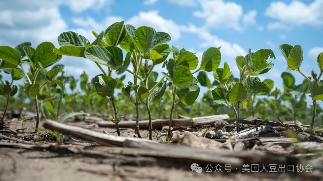 29日凌晨新鲜出炉：2024美国大豆种植面积和季度库存报告 29日破晓奇怪出炉：2024美国大豆莳植面积和季度库存陈诉 时时快讯