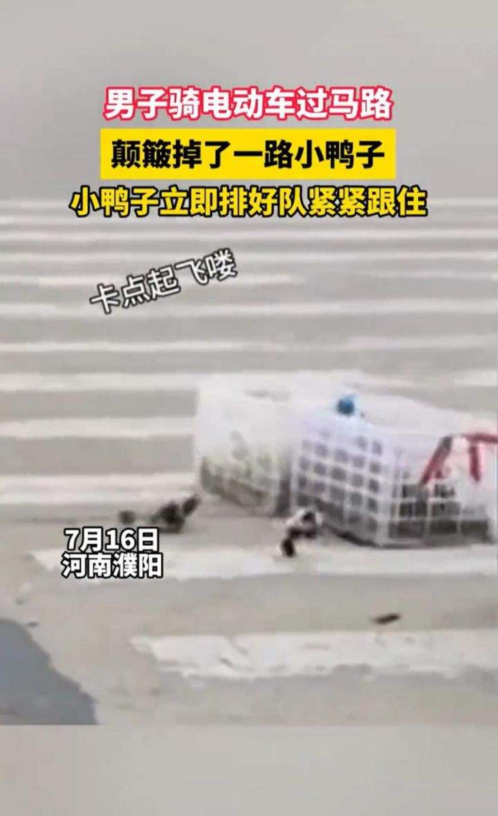 “过马路了不好意思让让鸭~”：夫君
骑车载鸭过马路，小鸭掉队后自发
列队
紧跟 “过马路了不好意思让让鸭~”：夫君
骑车载鸭过马路，小鸭掉队后自发
列队
紧跟 时时快讯