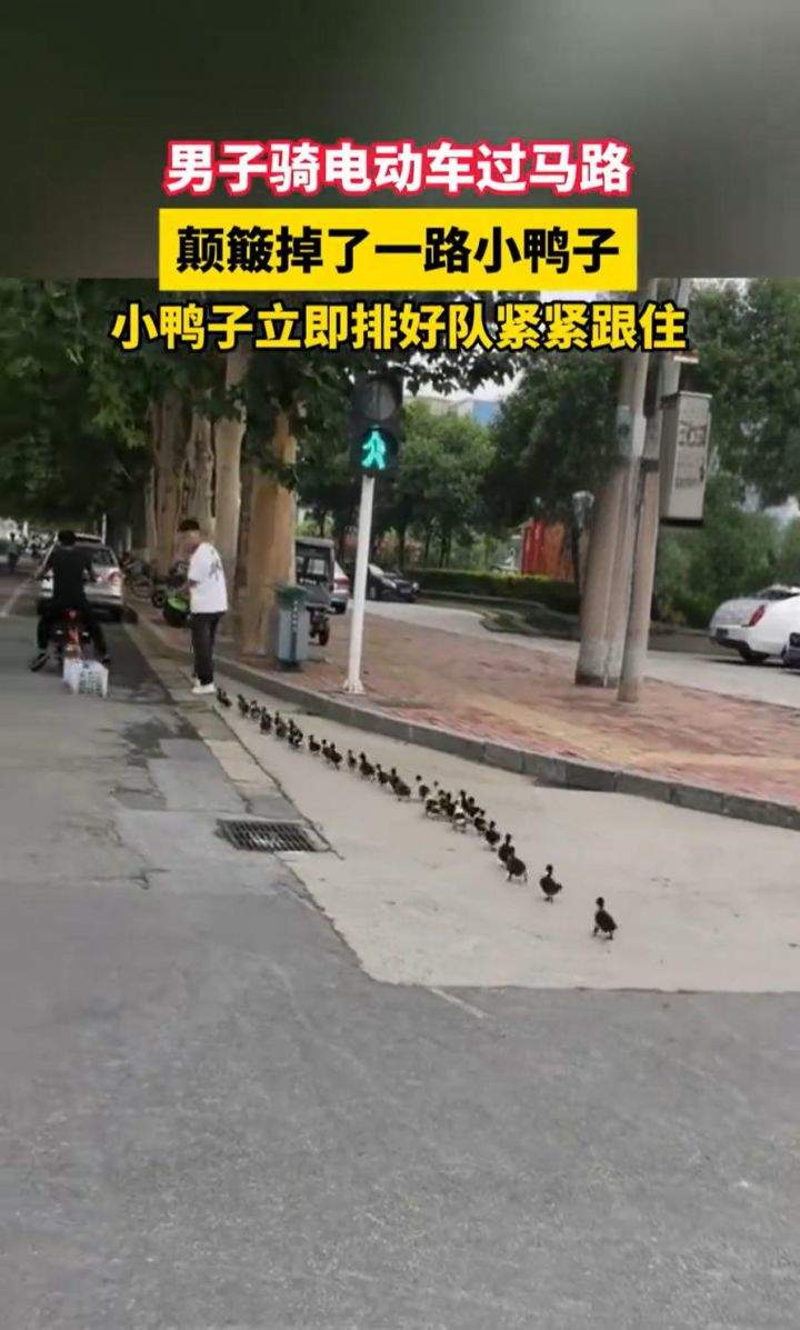 “过马路了不好意思让让鸭~”：夫君
骑车载鸭过马路，小鸭掉队后自发
列队
紧跟 “过马路了不好意思让让鸭~”：夫君
骑车载鸭过马路，小鸭掉队后自发
列队
紧跟 时时快讯