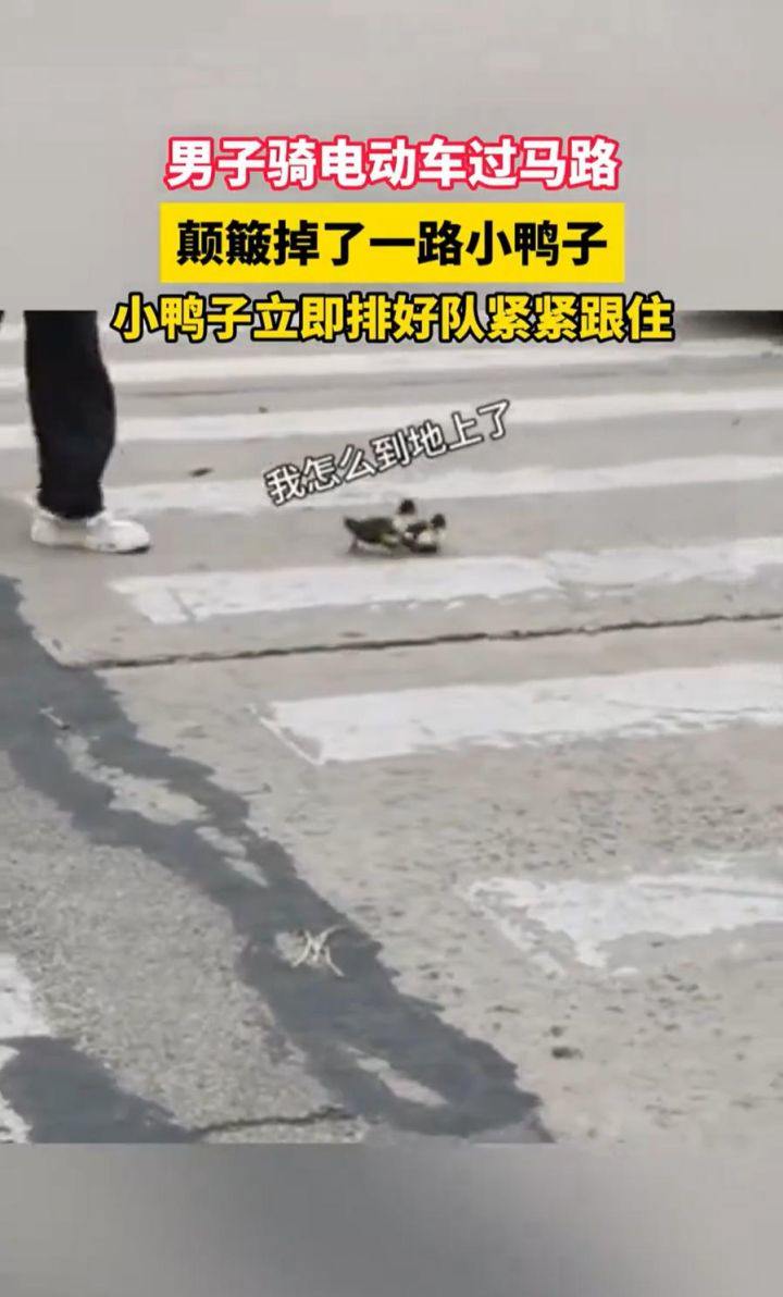 “过马路了不好意思让让鸭~”：夫君
骑车载鸭过马路，小鸭掉队后自发
列队
紧跟 “过马路了不好意思让让鸭~”：夫君
骑车载鸭过马路，小鸭掉队后自发
列队
紧跟 时时快讯
